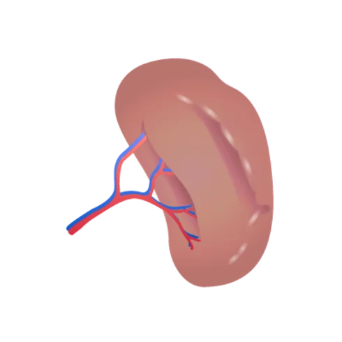 O baço é um órgão vizinho ao estômago que contribui para a reciclagem de glóbulos vermelhos. Aumentado, ele fornece mais oxigênio ao sangue.