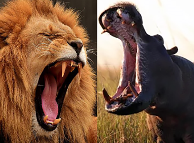 E então? Quem é o Rei da Selva? O leão ou o hipopótamo? 