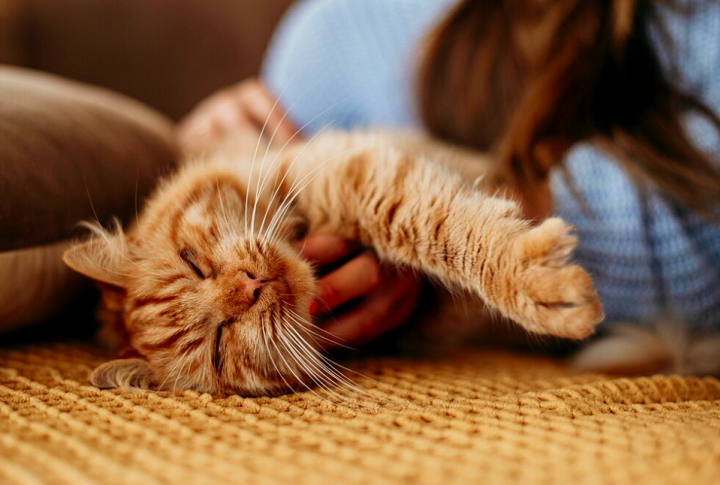 Com base no diagnóstico, um psiquiatra veterinário pode desenvolver planos de tratamento personalizados, que podem incluir terapias comportamentais, mudanças no ambiente do animal e, quando necessário, medicação. 