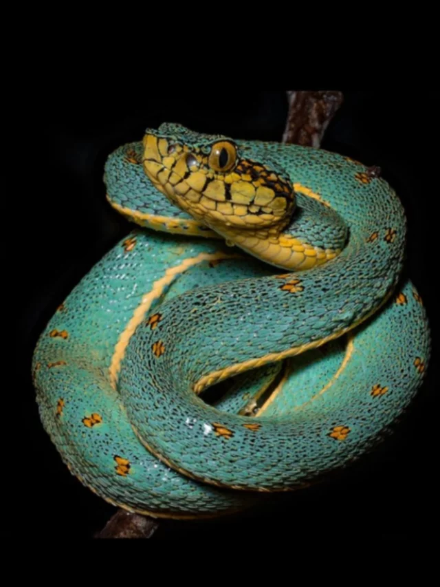 Jararaca-Verde - Encontrada no Acre, Amapá, Amazonas, Bahia, Mato Grosso, Espírito Santo, Rondônia e Roraima. 
