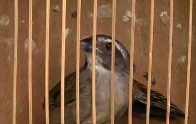 O esforço pela preservação da fauna e da flora no Brasil é grande, diante da atividade ilegal de criminosos que caçam animais e desmatam florestas. Os trinca-ferros são a terceira espécie mais caçada por bandidos e já estão extintos (ou em baixa quantidade) em vários locais do país. Veja outros bichos que correm o risco de desaparecer. 