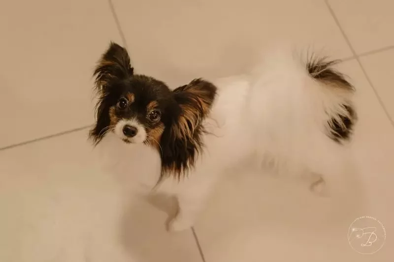 em 1/5/2024, um pitbull atacou um bebê de 10 meses e uma cachorrinha em Florianópolis. A criança sobreviveu, pois a família conseguiu retirá-la rapidamente do animal, que partiu para cima da cadelinha. As pessoas conseguiram pegar a cachorra, chamada Charlotte, mas ela acabou não resistindo aos ferimentos. 