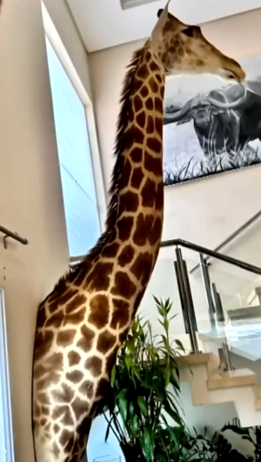 Havia até uma girafa empalhada.  O termo é usado até hoje porque ficou popular , já que antigamente esse procedimento era feito com palha. O processo se chama formalmente de taxidermia.