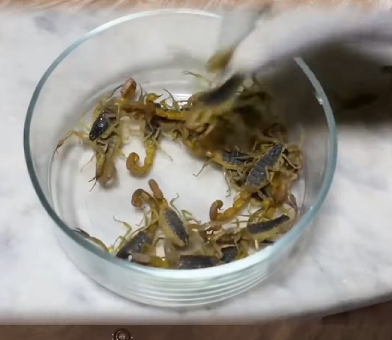 Se for possível aprisionar o animal em um pote de vidro ou de plástico, ela deve fazer isso e imediatamente comunicar aos órgãos públicos do município, conclui.