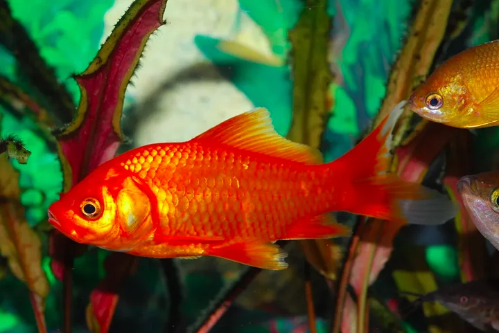 Ao jornal The New York Times, a bióloga de pesquisa aquática com Pescas e Oceanos do Canadá, Christine Boston, afirmou que esses peixes podem comer qualquer coisa.
