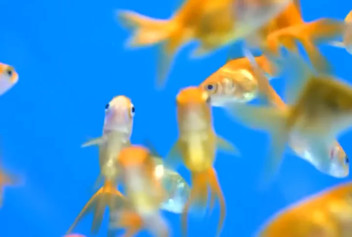 Segundo um professor de ciências biológicas na University of Toronto Scarborough, mesmo que as carpas douradas tenham sido trazidas para a América do Norte no final do século 19, a quantidade de carpas selvagens começou a aumentar muito nos últimos 20 anos. 