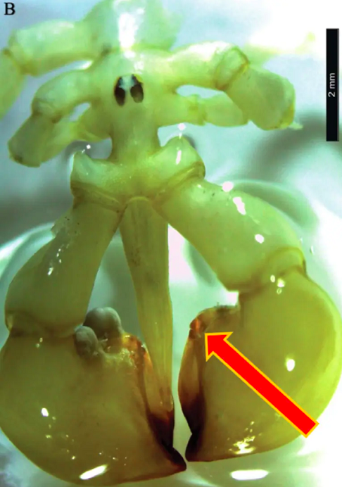 A aparência da Austropallene halanychi se destaca entre mais de mil tipos de aranhas do mar encontradas em todo o mundo. Essas criaturas diferentes se alimentam usando uma tromba que parece um canudo e respiram através das pernas, indo contra tudo que se conhece da biologia animal.