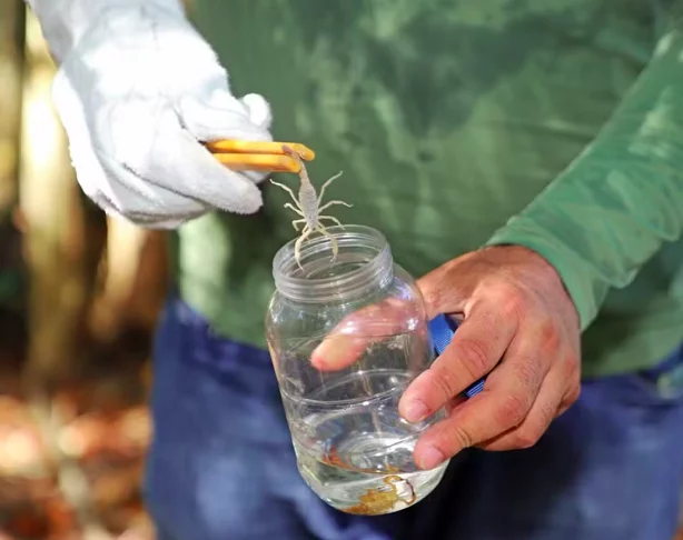 Profissionais do Vital Brazil costumam oferecer treinamento para que agentes de saúde aprendam a identificar as áreas onde os escorpiões aparecem e façam a coleta para enviar ao instituto. 