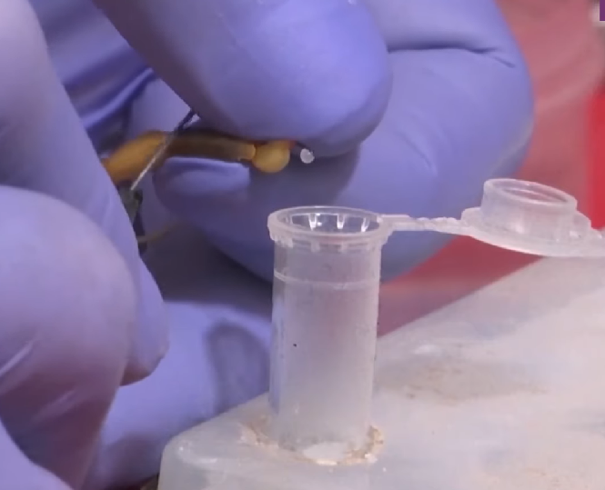 Comum nas regiões sudeste e centro-oeste, o veneno do escorpião-amarelo contém neurotoxinas que, na grande maioria dos casos, resultam em sintomas leves como dor, edema e vermelhidão.

