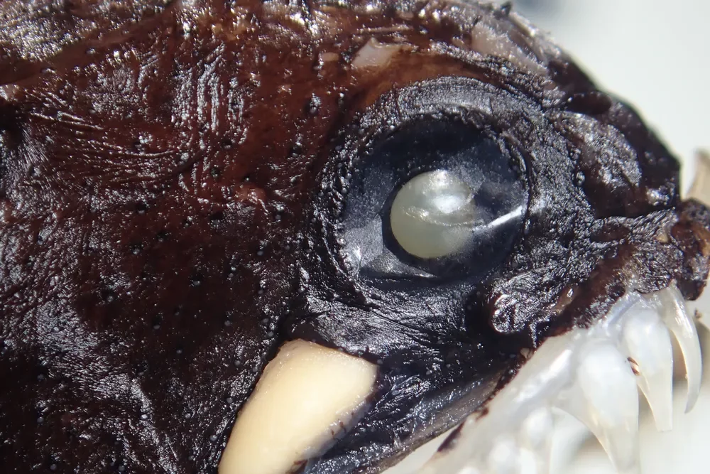 Um estudo desenvolvido por cientistas da Universidade Federal Rural de Pernambuco (UFRPE), da Universidade Federal do Rio de Janeiro (UFRJ) e do Instituto Francês IRD (Institut de Recherche pour le Développement) identificou cinco novas espécies de peixes de águas profundas em Fernando de Noronha. 