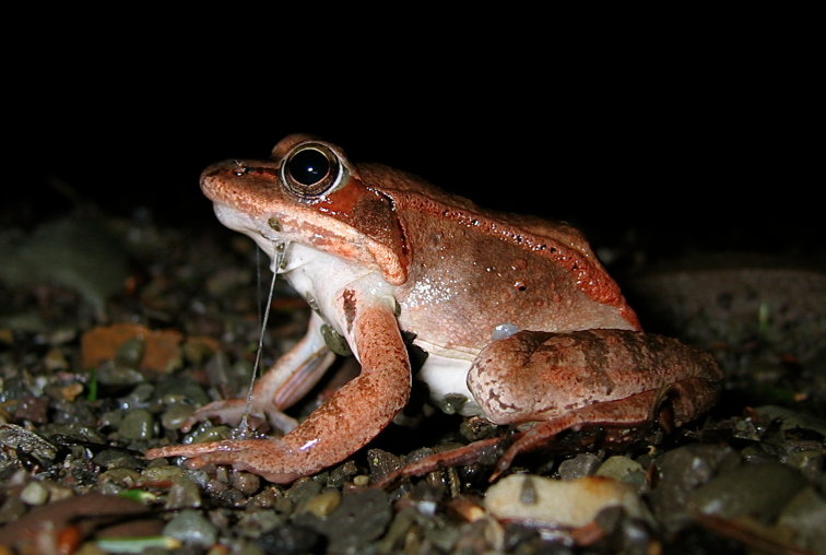 Especialistas explicam que é como se o animal estivesse morto, afinal os órgãos dele param e ele não consegue respirar. Acontece que essa espécie consegue controlar as células de uma forma que 65% da água do corpo permaneça descongelada e ele sobreviva. 