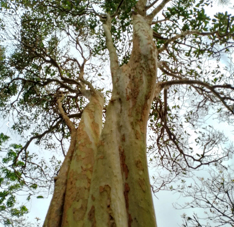 A outra é a Eugenia superba, batizada da linguagem comum como cereja-amarela-de-niterói. Há três árvores desse tipo no parque. 