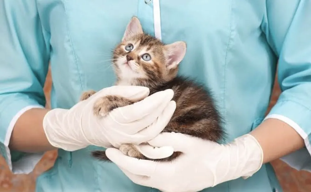 Desde 1998, o fungo se adaptou de uma forma tão grande ao gato, que o felino passou a transmitir para outros gatos, para o ser humano e cães também”, analisou.