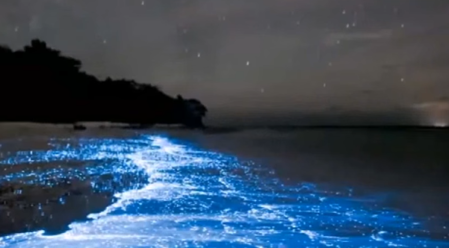 Praia bioluminescente - As luzes são causadas por reações que transformam energia química em luminosa e ocorrem dentro de algumas algas, bactérias e fungos.