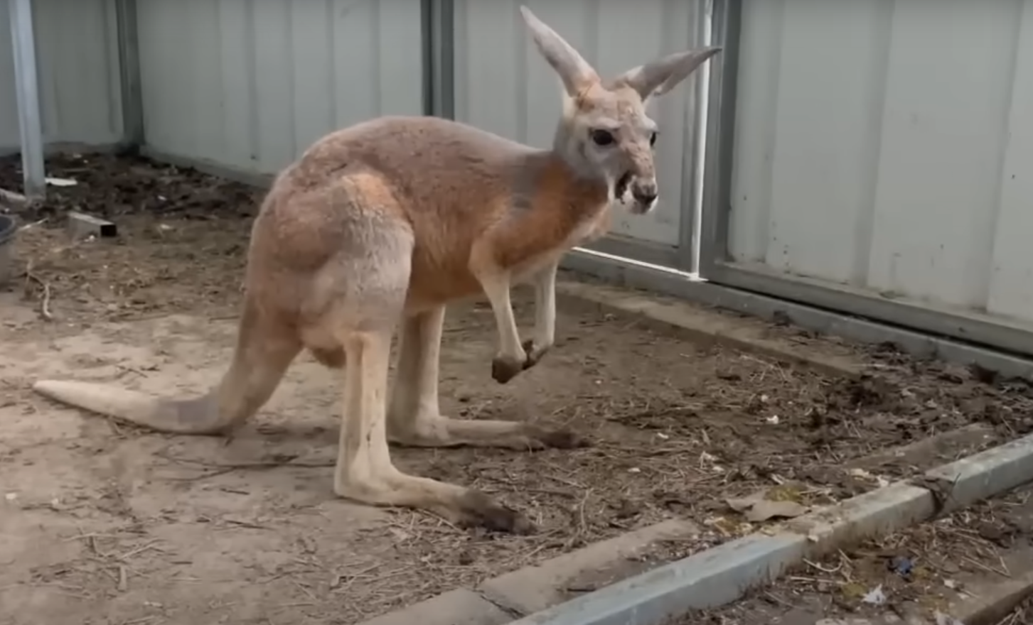 Cangurus: Não conseguem andar para trás devido ao formato de suas pernas e cauda. Os cangurus são marsupiais que saltam. Vivem em savanas e florestas da Austrália. Vivem cerca de 20 anos.
