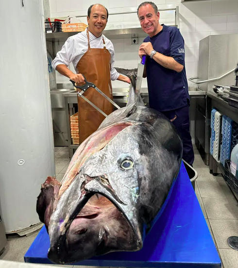 E eles não costumam ser pequenos. No Brasil, os bluefins importados chegam a pesar em torno de 200 kg. Alguns são ainda maiores e podem chegar 2,5 m de comprimento e pesar incríveis 600 kg!