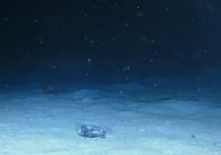 O produtor contou que a embarcação acabou sendo desviada por correntes marítimas e foi parar a 500 metros de distância de onde deveria ter chegado.