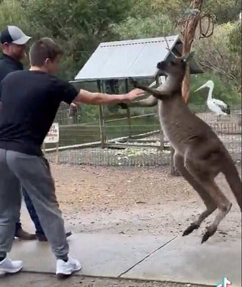 “Ele começou a arranhar meus sapatos e então eu e meu filho começamos a nos afastar dele. Felizmente, o turista americano me ouviu gritar e veio ajudar”, contou a mulher que estava sendo perseguida pelo bicho.