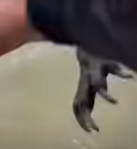 Para tentar se proteger, ele joga água no animal, mas isso parece piorar a situação. O canguru avança novamente em sua direção, exibindo suas garras afiadas.