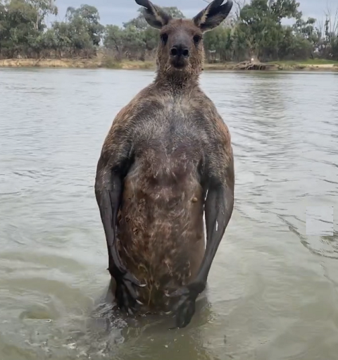 “Os músculos dessa coisa eram enormes. Parecia alguém que tinha acabado de sair da prisão ou algo assim. Foi uma enrascada”, disse o ex-policial, em entrevista à TV ABC Austrália.