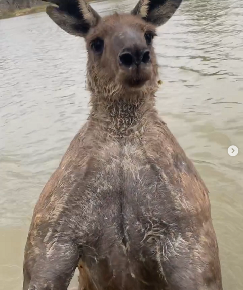 Em certo momento, dá para o ouvir o homem gritando “vou dar um murro na sua cabeça, larga o meu cachorro!”.