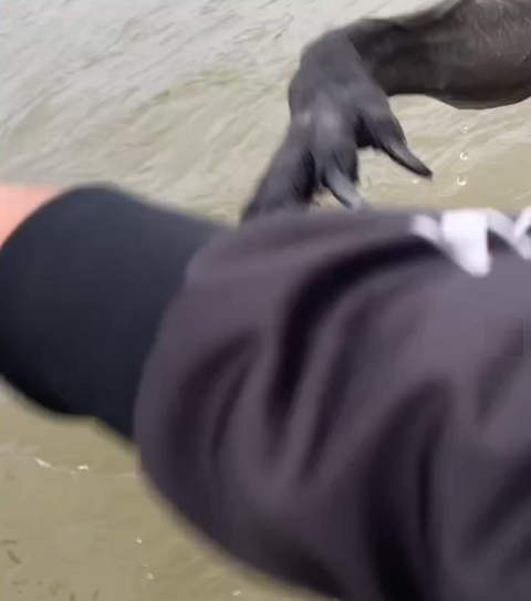 Ele chega a dar um soco nas patas do canguru que segurava seu animal de estimação em uma área profunda do rio. Graças ao golpe, o cão conseguiu se libertar.