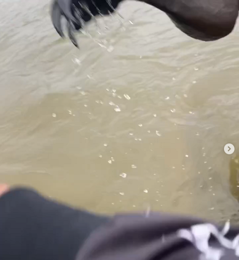 Quando achou que tinha acabado, o tutor do cachorro recebeu uma investida do canguru e acaba deixando seu celular cair no rio.