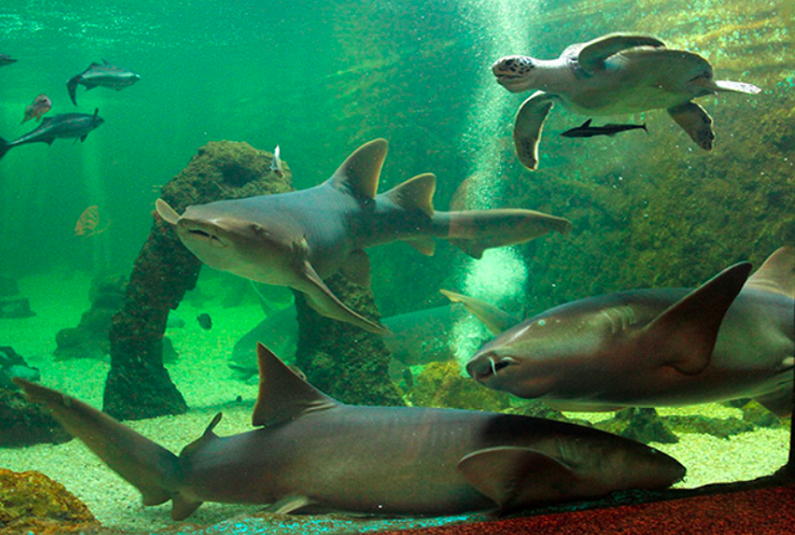 Aquário Natal (RN): Localizado no município de Extremoz, no estado do Rio Grande do Norte, esse aquário tem cerca de 200 animais de 60 espécies diferentes. 