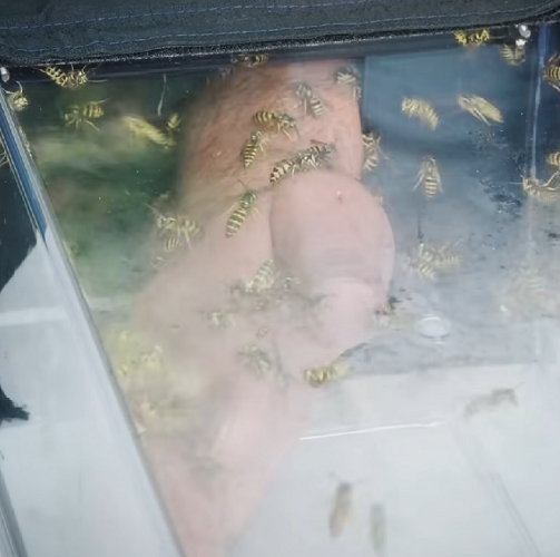 Grau 3: dor descrita como abrasadora e implacável, podendo perdurar por até 30 minutos; e, por fim, grau 4: picadas brutais, que causam dores paralisantes e podem persistir por várias horas. Confira agora os insetos responsáveis pelas piores picadas!