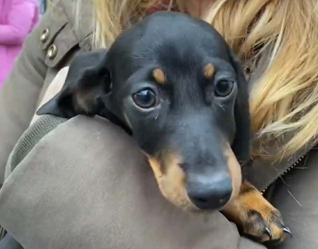 Por sinal, o país europeu é conhecido por ser um dos mais “pet friendly” (“amigável para pets”) do mundo.