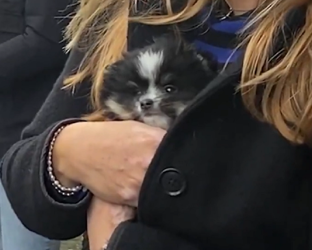 Em 1875, o governo holandês, juntamente com instituições de proteção, implementou a primeira lei de direito dos animais.