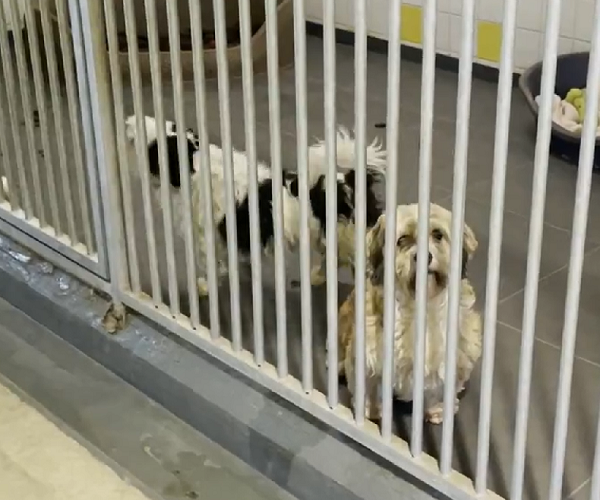 O trabalho de tirar os cães das ruas das cidades holandesas começou há mais de 100 anos.