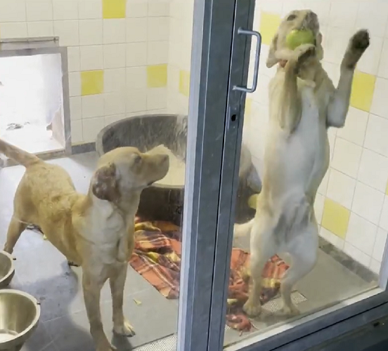 Caso o cão esteja sem registro, ele é resgatado, castrado – para evitar procriação nas ruas – e levado para um abrigo até arranjar um novo lar.