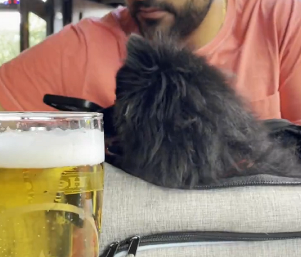 Na Holanda, são muitos os bares e restaurantes que aceitam a entrada dos bichinhos de estimação com os clientes.