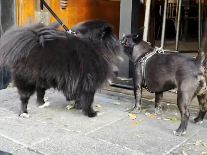 Em caso de reincidência, a pessoa pode ser proibida de ter o registro de um animal de estimação por até 30 anos.