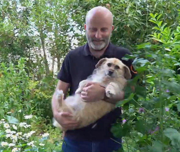 Um animal abandonado nas ruas fica exposto a doenças infecciosas, maus tratos e acidentes como atropelamentos.