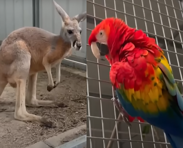 Em julho de 2022, ocorreu um fato curioso nos Estados Unidos. Um casal acusou o papagaio de soltar o canguru de estimação da família, na Louisiana. 