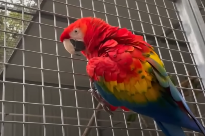 A dor de cabeça começou quando um dos papagaios da casa, chamado Thor, aprendeu a abrir fechaduras.