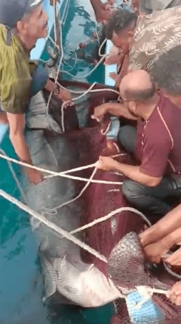 Uma mulher identificada nos relatórios da mídia russa como a namorada de Popov teria conseguido nadar e escapar do ataque, e o pai da vítima estava na areia e gritou por ele enquanto lutava para escapar do tubarão