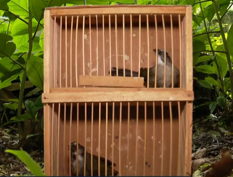 Uma das maravilhas do Brasil é a imensa variedade de espécies de animais no país. Porém,  algumas delas correm sérios riscos de extinção. Recentemente , pássaros trinca-ferros resgatados foram soltos na floresta, após serem vítimas de tráfico (um dos males que afetam a fauna no país).  Veja outros bichos que correm o risco de desaparecer. 