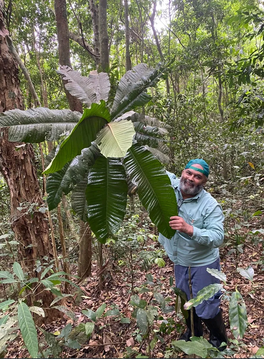 A Guapeba (chamada de fruta-do-Imperador ou árvore-imperial) é rara. Mas foi achada recentemente na Reserva Biológica de Duas Bocas, em Cariacica (ES)  por um grupo do Instituto Estadual de Meio Ambiente e Recursos Hídricos e da Vale do Rio Doce.