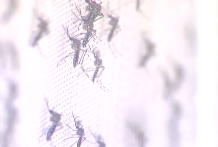 As vítimas eram mulheres com menos de 30 anos e sem comorbidades que apresentaram sintomas parecidos com os de uma dengue grave.