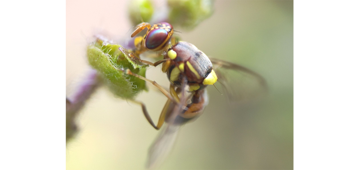 A pesquisa tem caráter preventivo, identificando lugares e épocas em que os insetos podem se proliferar na fruticultura.
