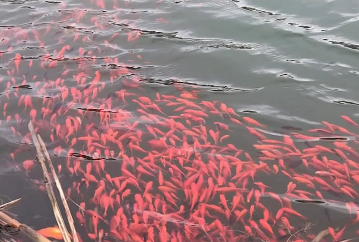 De acordo com ele, há milhões de carpas douradas nos Grandes Lagos, talvez até dezenas de milhões!