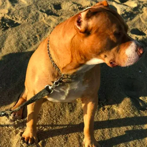 “Ela agarrou meu braço e começou a brincar de cabo de guerra com ele, como se meu braço fosse um brinquedo, e me arrastou pelo quintal”, contou a enfermeira.