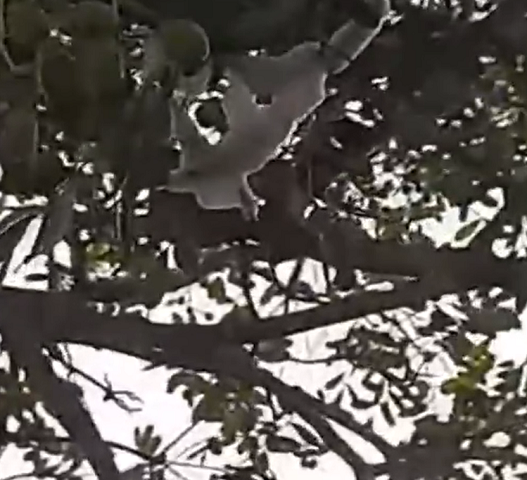 De acordo com relatos dos moradores, ao amanhecer, os galhos começam a liberar uma substância gelada. 