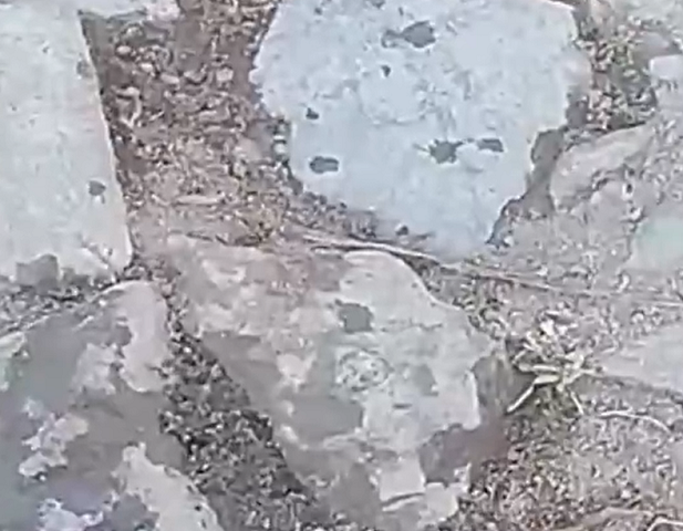 Ao longo do dia, essa substância se transforma em uma espuma que cobre os ramos da árvore e, quando a noite cai, essa espuma se converte novamente em água.