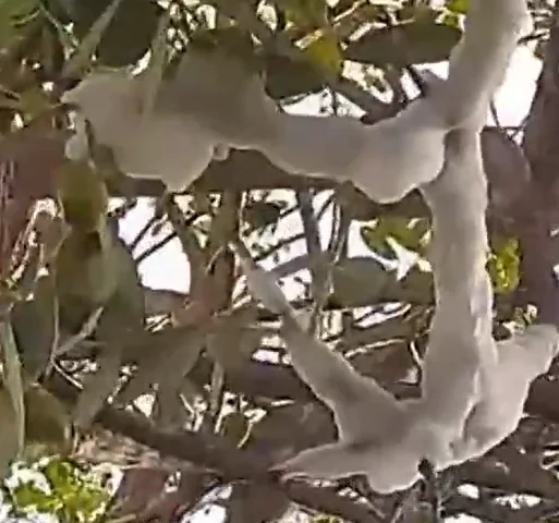 Essa espuma atua como um mecanismo de proteção para as fases jovens do bicho - chamada de ninfa --, servindo como defesa contra possíveis predadores.