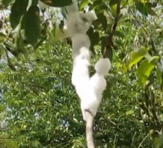 Esse fenômeno tem sido observado desde o início de setembro, período caracterizado pelo clima quente na região cearense.