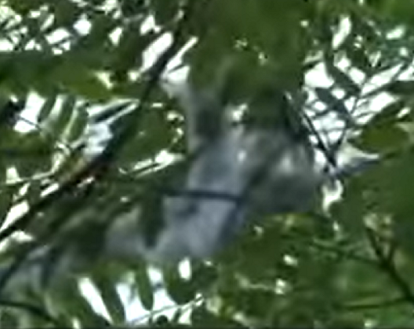 Um perito enfatizou que essa espuma não causa nenhum tipo de prejuízo à árvore e, ainda mais importante, não representa qualquer ameaça para as pessoas.